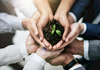 A group of hands holding a small plant in the soil. The hands have different skin colors and the people wear business clothes. The plant is a small green seedling with two leaves. The background is out of focus.