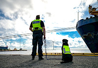 A customs official and a dog are standing on the pier, a ship can be seen in the background. The customs officer is wearing a high-visibility vest that says 'CUSTOMS'. The dog is also wearing a high-visibility vest. The ship in the background is blue and has a crane. The sky is cloudy and you can see water in the background.